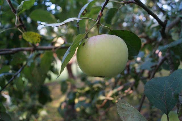 strom, jablko