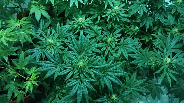 rostlina marihuany